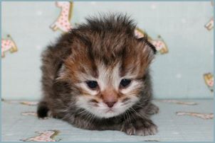 Male Siberian Kitten from Deedlebug Siberians